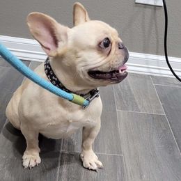 Piper - French Bulldog