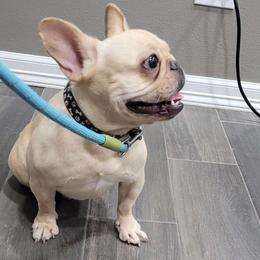 Piper - French Bulldog