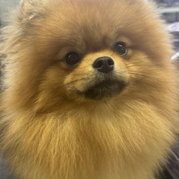 Champ - Pomeranian