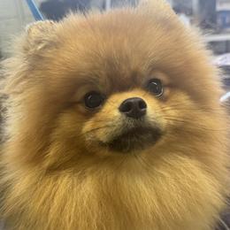Champ - Pomeranian