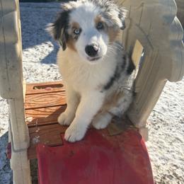 Rogers - Blue merle male Australian Shepherd puppy in Louisville, Kentucky from Bluegrass Australian Shepherds