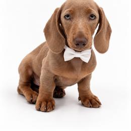 Salem - Fawn (isabella) and tan male Dachshund puppy in Illinois from William Rotsaert