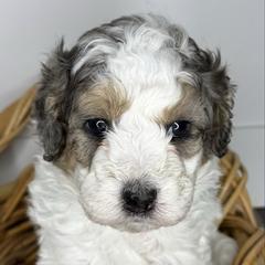 Olaf - male Australian Mountain Doodle puppy in Jerome, Idaho from Tolman Acres