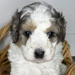 Olaf - male Australian Mountain Doodle puppy in Jerome, Idaho from Tolman Acres