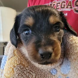 PETE - Black and tan male Dachshund puppy in Fort Worth, Texas from Chadwick Farms Mini Dachshunds
