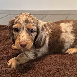 Girl 3 - Chocolate and cream Dachshund puppy in San Clemente, California from Lily’s Mini Dachshunds