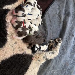 Bernedoodle puppies from Liberty Farms Puppies