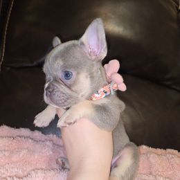 Lulu - Blue fawn female French Bulldog puppy in Graham, Washington from Olivia's Miniature Schnauzer's and French Bulldogs