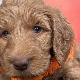 Boy 5 - Red Bernedoodle puppy in Macon County, North Carolina from Mountain Doodles
