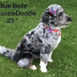 Belle - Aussiedoodle
