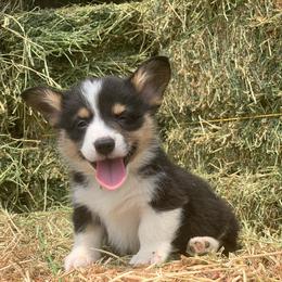 Pembroke Welsh Corgi Puppies from Nunas Corgis