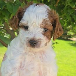 Onyx - Blenheim male Cavapoo puppy in Blackfoot, Idaho from Rocky Desert Goldens and Cavaliers