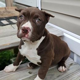 Chocolate Female 1 - Chocolate tri-color female American Bully puppy in Lexington, Kentucky from Deuce's Den