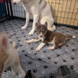 Tiramisu - Red and white male Siberian Husky puppy in Caribou, Maine from Northlane Siberians