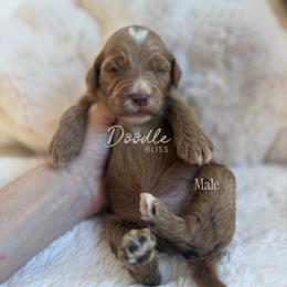 Anakin - Apricot male Goldendoodle puppy in Gilbert, Arizona from Doodle Bliss