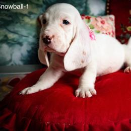 Snowball - Tan and white female Basset Hound puppy in Hodges, South Carolina from Blooming Basset