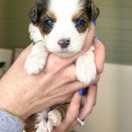 Dior - female Australian Mountain Doodle puppy in Spanish Fork, Utah from Little Puppy Co.