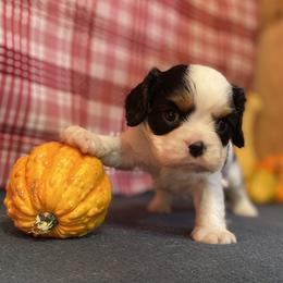 Cavalier King Charles Spaniel puppies from Lilly Lane Spaniels