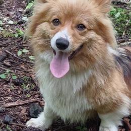 Pembroke Welsh Corgis from Tolbolton Creek Corgis