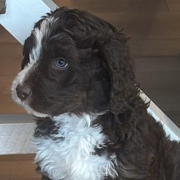 Apolo Ohno - male Australian Mountain Doodle puppy in Greenville, Ohio from Woodbriar Wags