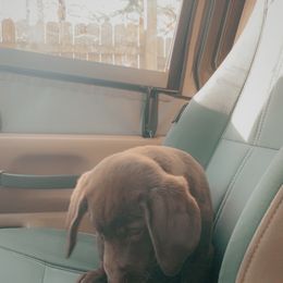 Dilute Retriever and Labrador Retriever Puppies from Clear Creek Kennels