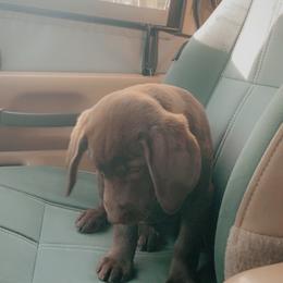 Dilute Retriever and Labrador Retriever Puppies from Clear Creek Kennels