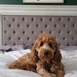 Goldendoodles from Doodles of West Chester