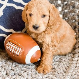 Aussiedoodle, Goldendoodle, Poodle, and Saint Berdoodle Puppies from Rocky Ridge Ranch