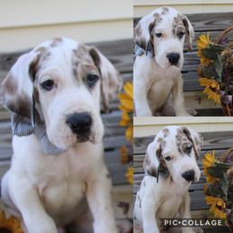 Great Dane Puppies from Cook’s Gentle Giants