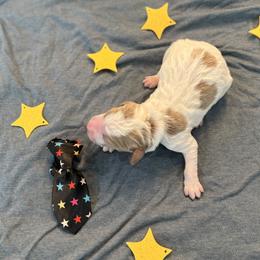 Uri - Parti male Goldendoodle puppy in Camden, North Carolina from Oopsie Doodles of NC