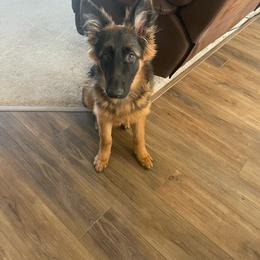 German Shepherd Puppies from Zwinger Vom Greifjäger