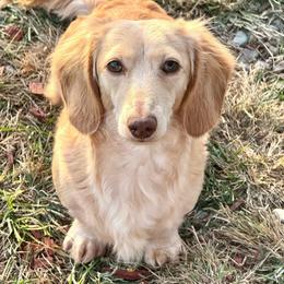 Lennon - Dachshund