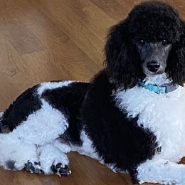 Poodles from Darla's Poodles