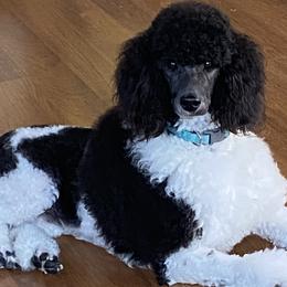 Poodles from Darla's Poodles