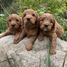Cavapoo, Maltipoo, and Poodle Puppies from My Sweet Poodles and Doodles