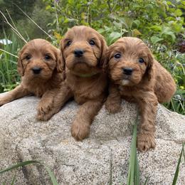Cavapoo, Maltipoo, and Poodle Puppies from My Sweet Poodles and Doodles
