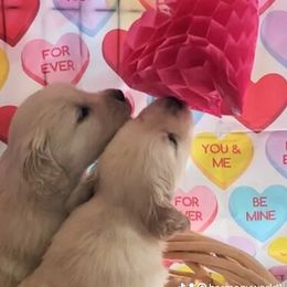 Golden Retriever All Grown Up from Beachwood Golden Retrievers