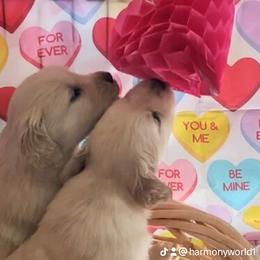 Golden Retriever All Grown Up from Beachwood Golden Retrievers