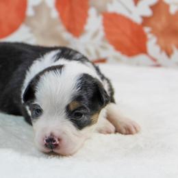 Brandy - Black tri female Toy Australian Shepherd puppy in Bauxite, Arkansas from J & B Mini Aussies