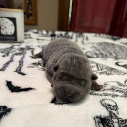 Stormy Ash - Blue female Chinese Shar-Pei puppy in Auburn, Kansas from Justin's Chinese Shar-Pei