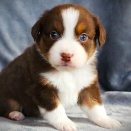 Gabe - Red tri male Miniature Australian Shepherd puppy in Menomonee Falls, Wisconsin from Hunt N Oaks