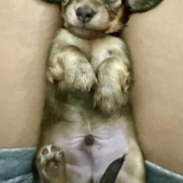 Snowden - Cream male Dachshund puppy in Statesville, North Carolina from Lakeside Dachshunds