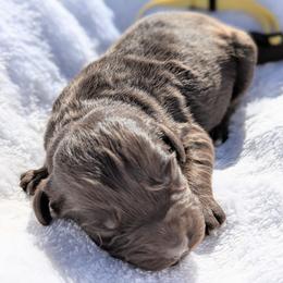Yellow collar - Brown and white male Aussiedoodle puppy in Coulee City, Washington from Mr and Mrs Doodle Farm