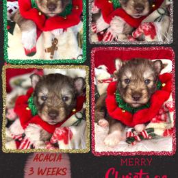 Acacia - Red and white female Siberian Husky puppy in Florence, Kentucky from Moonlight Howl Huskies