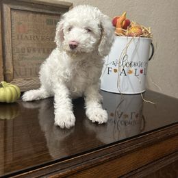 Blue Spruce - Cream male Cavapoo puppy in Austin, Texas from Doodles of Central Texas