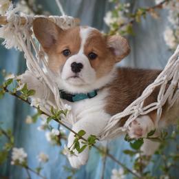 Apollo - Red male Pembroke Welsh Corgi puppy in Gig Harbor, Washington from Pacific Northwest Pembroke Welsh Corgis