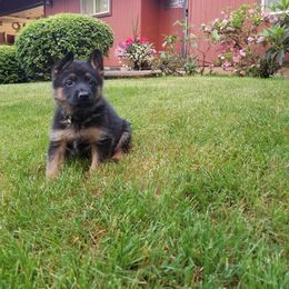 German Shepherd Puppies from H German Shepherds
