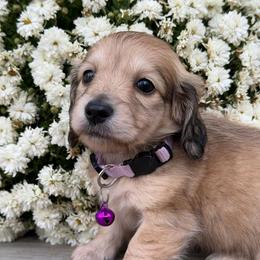 Poppy Shaded Cream 3300 - Cream female Dachshund puppy in North Branch, Michigan from Monarch Miniature Dachshunds