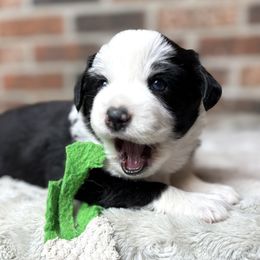 Meet Zoe - Black tri female Miniature American Shepherd puppy in Stockton, Missouri from Kizmit Farmz