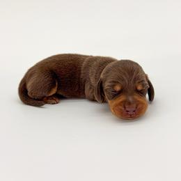 Mocha - Chocolate and tan female Dachshund puppy in Waddell, Arizona from Neu Doxies